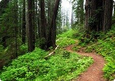 forest_path Green Forest Path in the mist
