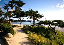 Trees and California shorelne 